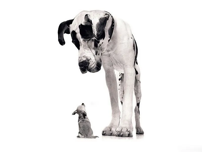 Fondos de Pantalla / Chistosos / Perro Gigante Fondos de Pantalla / Chistosos / Perro Gigante