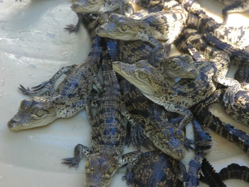 fondos de pantalla de Cocodrilos Bebes. wallpapers de Cocodrilos Bebes fondos de pantalla de Cocodrilos Bebes. wallpapers de Cocodrilos Bebes