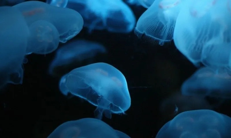 Fondo de pantalla AZUL CLARO - Imagui