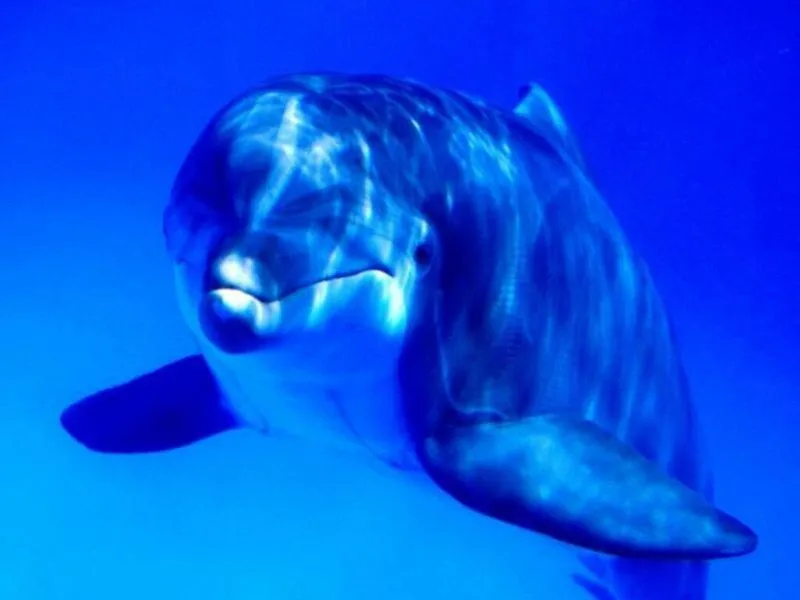 Fondos de Pantalla / Delfines / Delfin de Frente Fondos de Pantalla / Delfines / Delfin de Frente