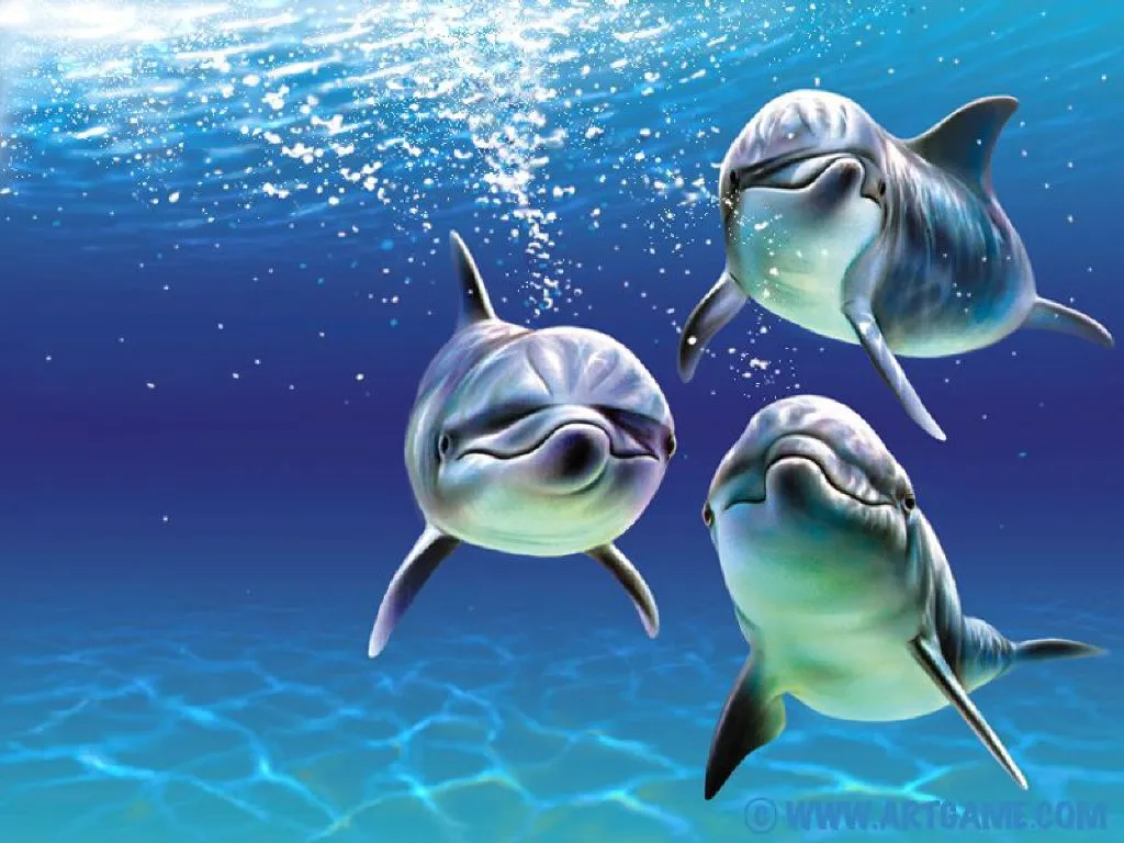 Fondos de pantalla delfines en movimiento - Imagui