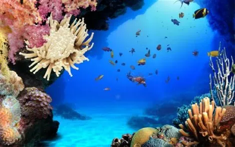Fondos de pantalla delfines en movimiento - Imagui Fondos de pantalla delfines en movimiento - Imagui