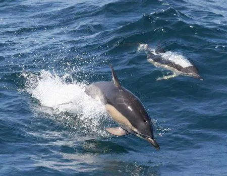 Fondos de pantalla de delfines. Wallpapers. Fondos de escritorio. Fondos de pantalla de delfines. Wallpapers. Fondos de escritorio.