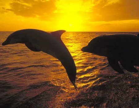 Fondos de pantalla de delfines. Wallpapers. Fondos de escritorio. Fondos de pantalla de delfines. Wallpapers. Fondos de escritorio.