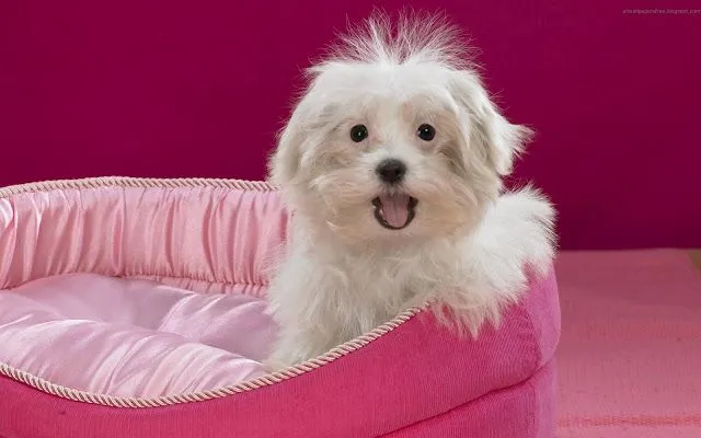 Fondos de Pantalla, divertidos perros. - Taringa! Fondos de Pantalla, divertidos perros. - Taringa!