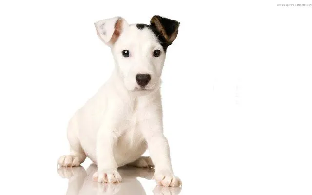 Fondos de Pantalla, divertidos perros. - Taringa! Fondos de Pantalla, divertidos perros. - Taringa!
