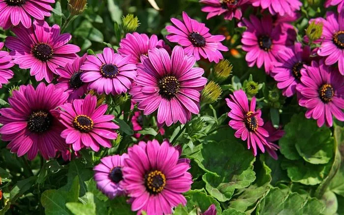 Flores hermosas para fondo de pantalla - Imagui Flores hermosas para fondo de pantalla - Imagui