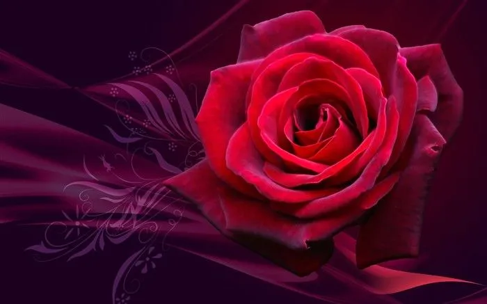 HD empapelado con flores de colores #14 - Fondo de pantalla de ...