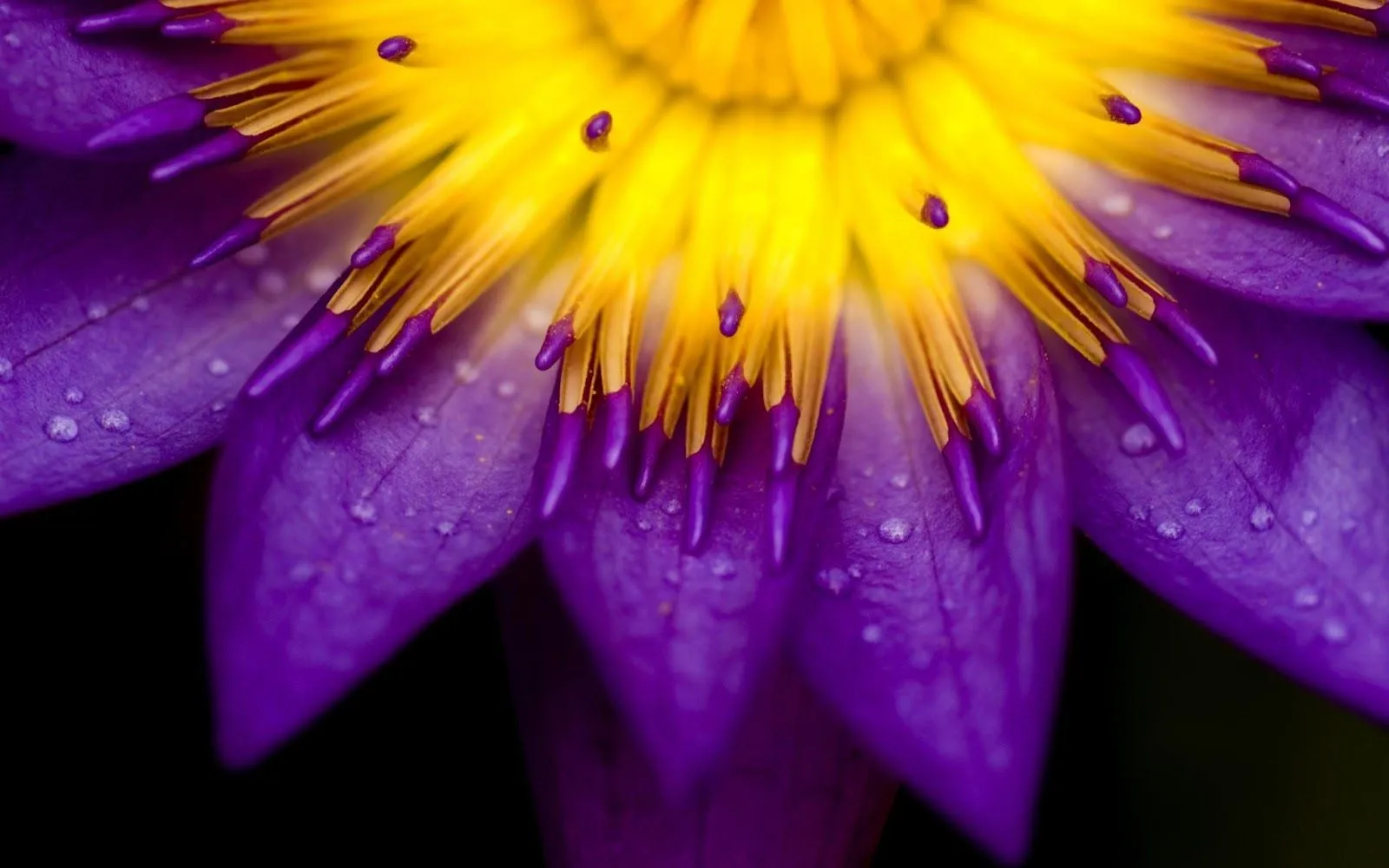 Fondos de pantalla flores moradas HD - Imagui