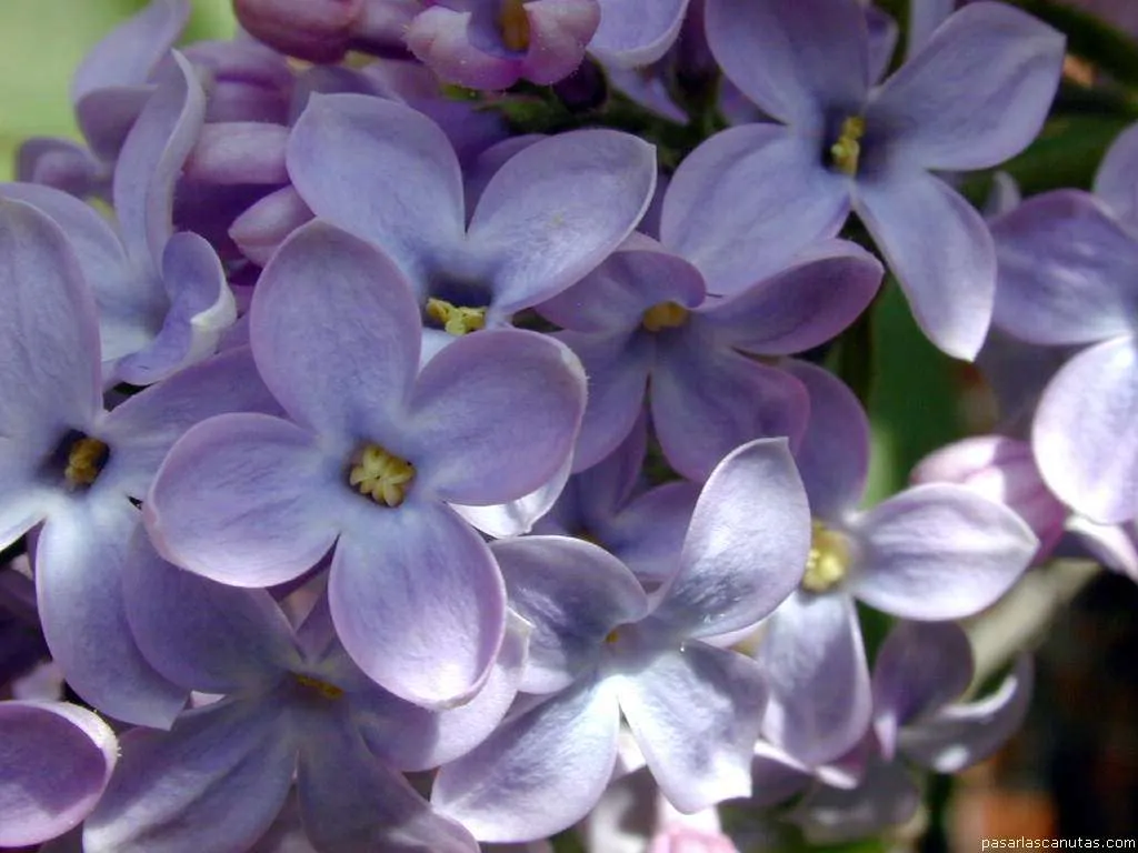 Fondos de pantalla de fotos de lilas - fotos de flores