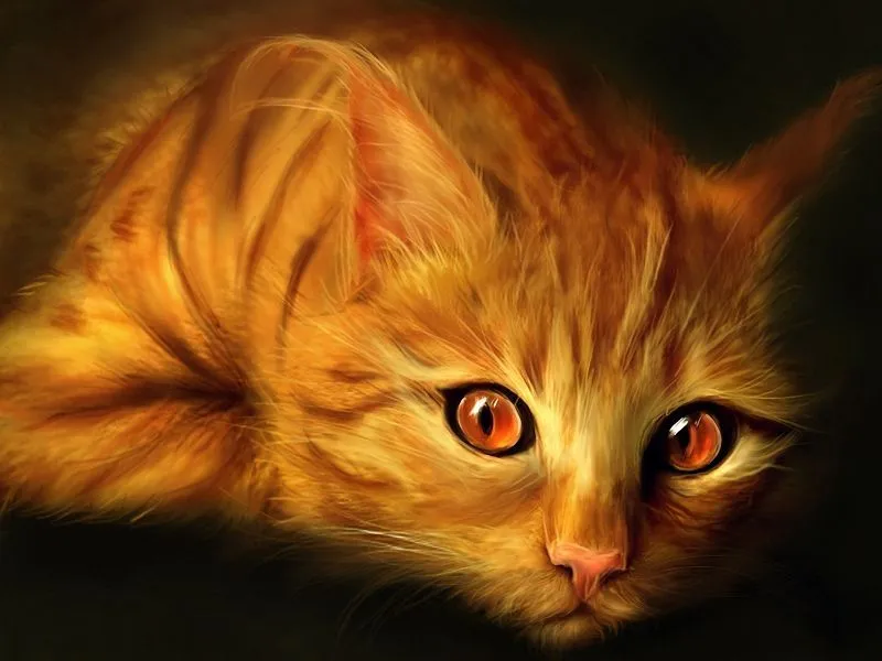 fondos de pantalla de Gato Naranja. wallpapers de Gato Naranja
