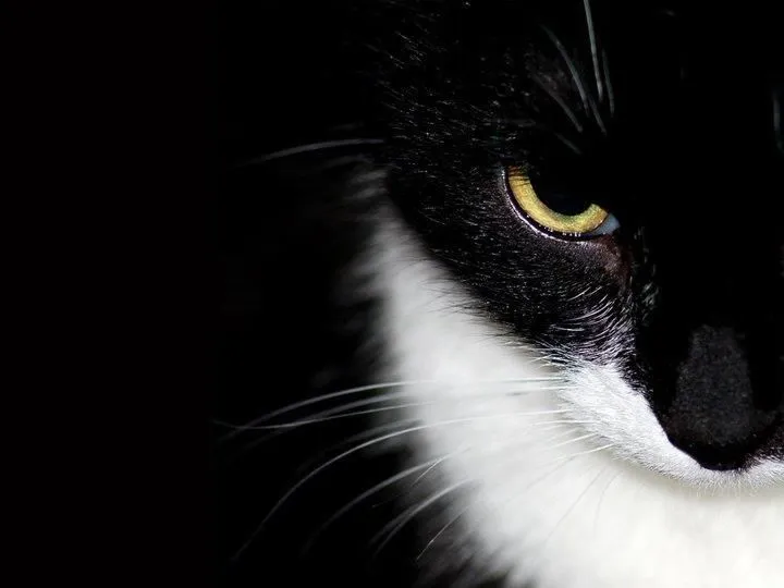 Fondos de pantalla de gatos | Fondos de pantalla y mucho más Fondos de pantalla de gatos | Fondos de pantalla y mucho más