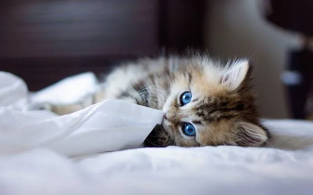Wallpapers de gatos en HD | Gatitos - Blodu Wallpapers de gatos en HD | Gatitos - Blodu