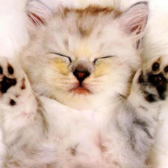Fondos de pantalla en movimiento de gatos - Imagui Fondos de pantalla en movimiento de gatos - Imagui