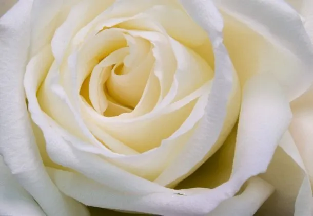Fondos de pantalla HD de hermosas Rosas Blancas. | Flores blancas ... Fondos de pantalla HD de hermosas Rosas Blancas. | Flores blancas ...