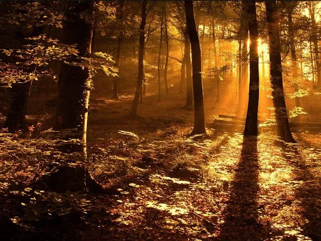 Wallpapers otoño en HD - Imagui