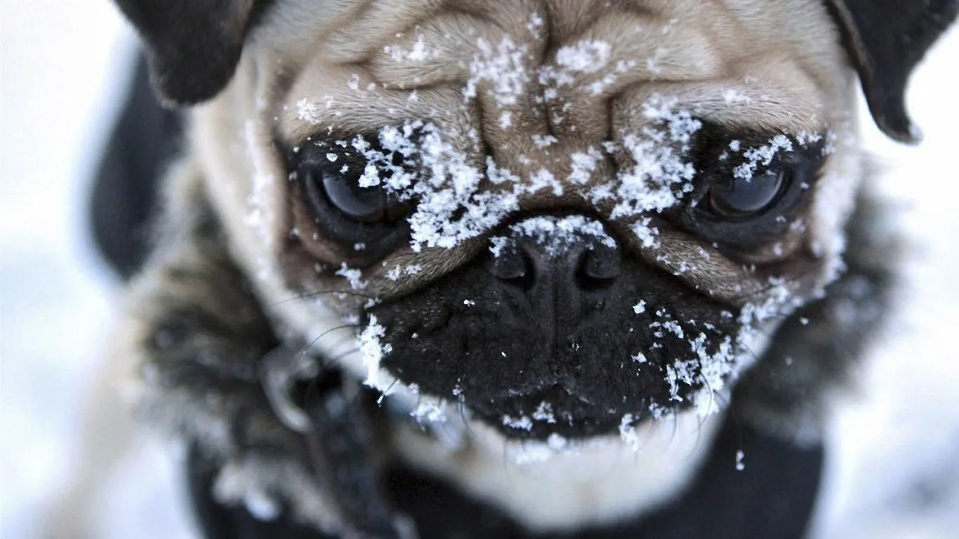 Fondos De Pantalla Hocico El Perro Pug Invierno Nieve Glazischa ...