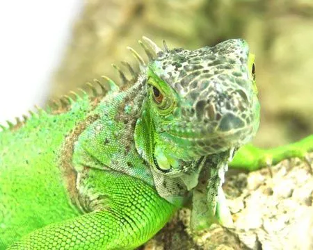 Fondos de pantalla iguanas - Imagui