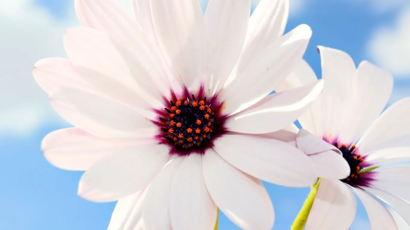 Fondos de pantalla inusual margaritas, de color morado en el centro ... Fondos de pantalla inusual margaritas, de color morado en el centro ...