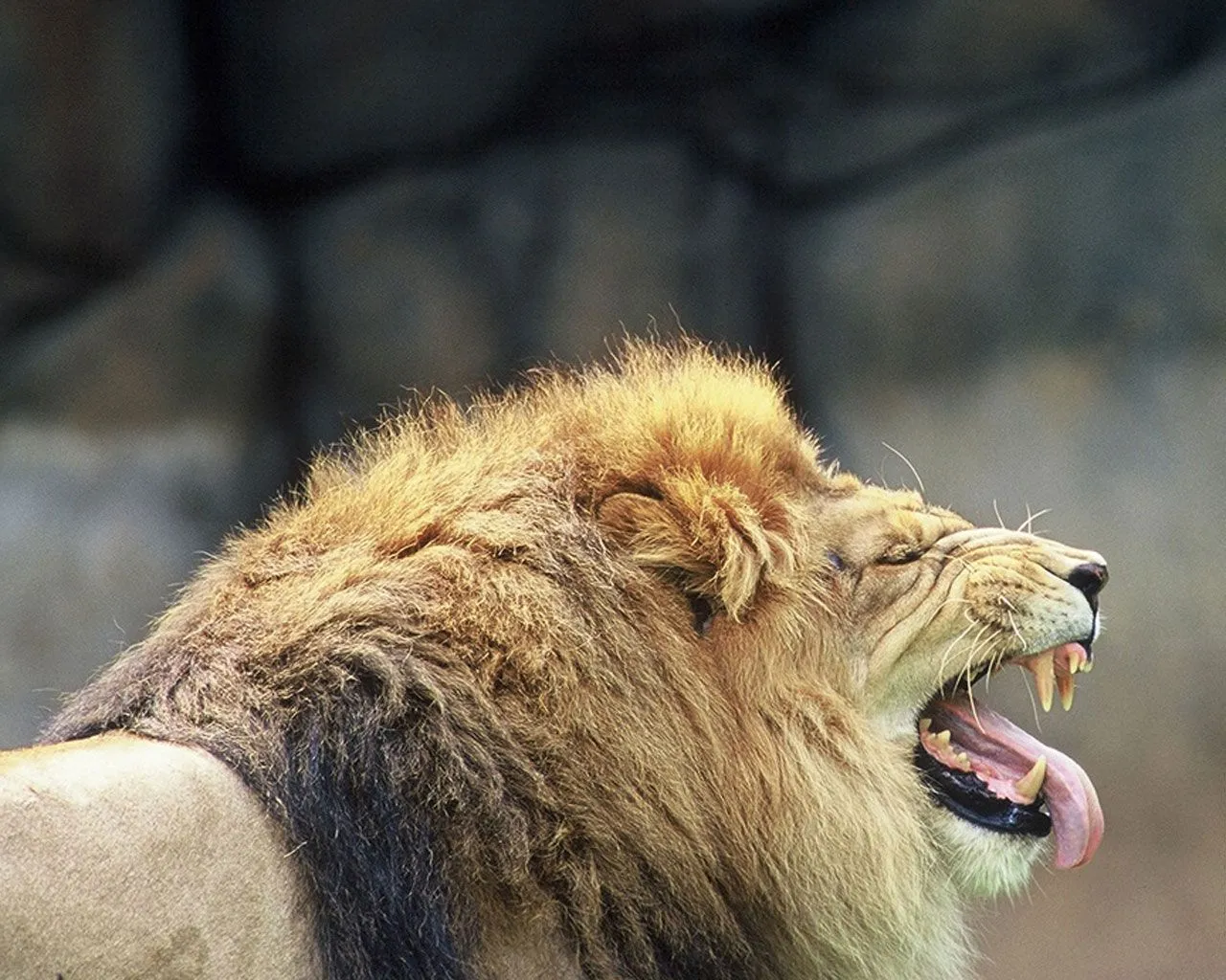 Fondos de pantalla de leones. Wallpapers. Fondos de escritorio.