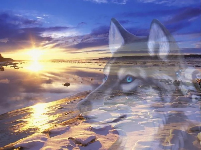 Fondos de pantalla lobos - Imagui