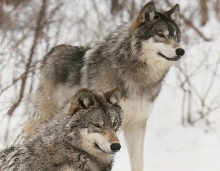 Lobos - Taringa!