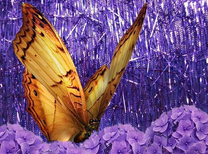fondos de pantalla de mariposas en movimiento gratis - Descargar ... fondos de pantalla de mariposas en movimiento gratis - Descargar ...