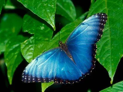 Fondo de pantalla de mariposas con movimiento - Imagui