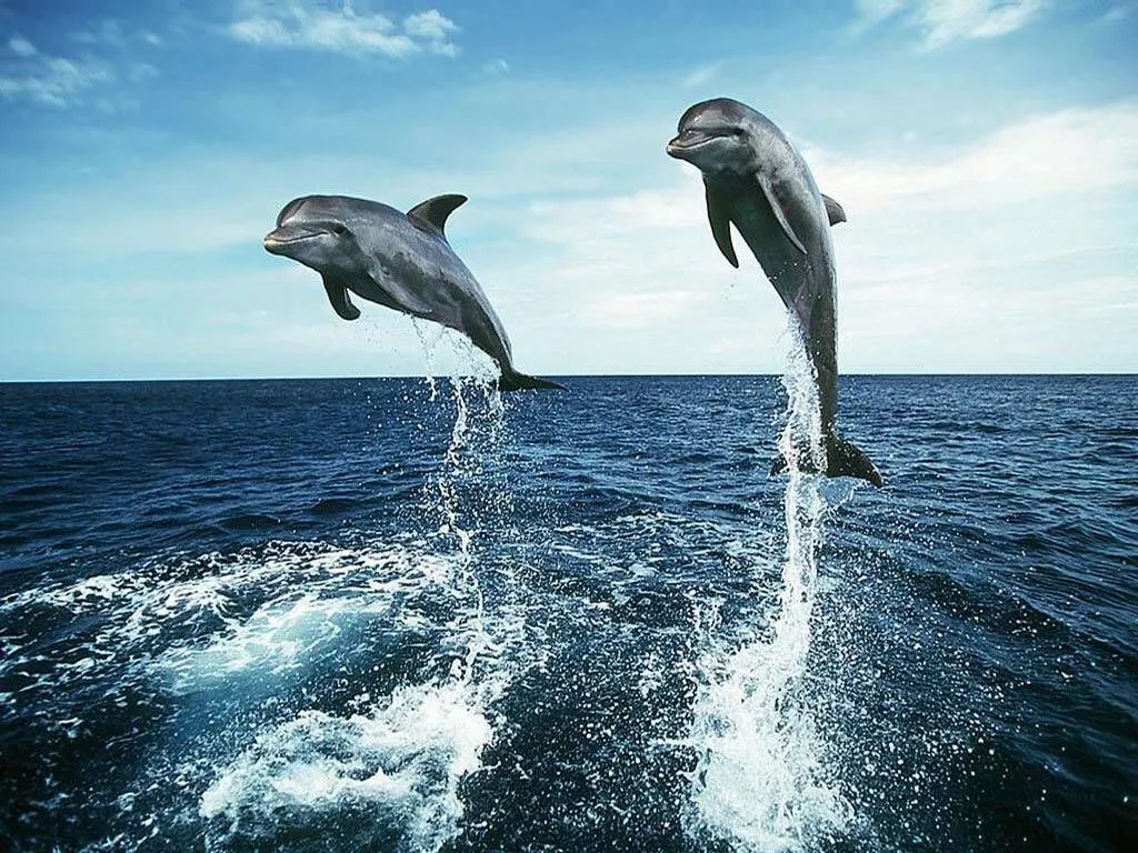 ღFondos De Pantalla y Mucho Másღ≈: Fondos de pantalla de delfines ღFondos De Pantalla y Mucho Másღ≈: Fondos de pantalla de delfines