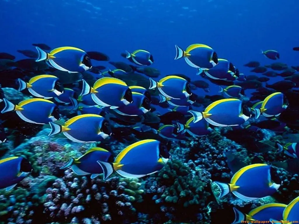 ღFondos De Pantalla y Mucho Másღ≈: Fondos de pantalla de peces ღFondos De Pantalla y Mucho Másღ≈: Fondos de pantalla de peces