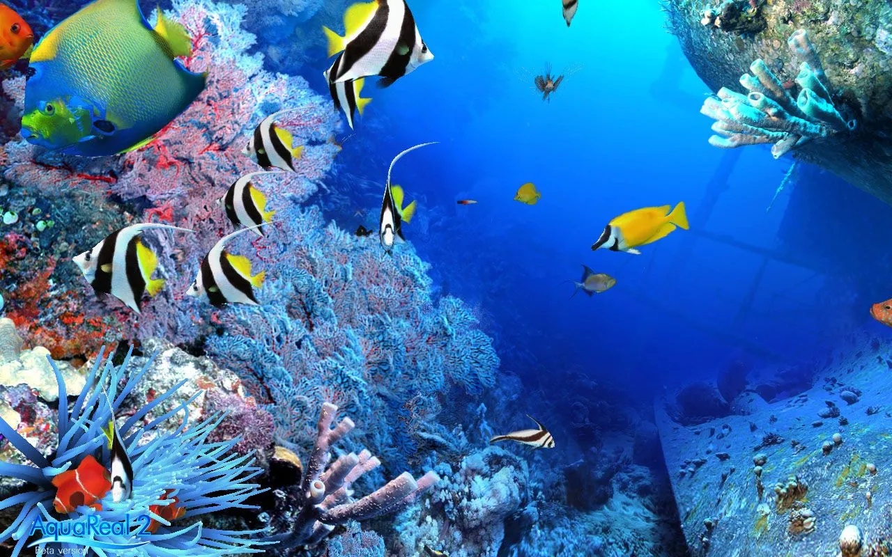 ღFondos De Pantalla y Mucho Másღ≈: Fondos de pantalla de peces ღFondos De Pantalla y Mucho Másღ≈: Fondos de pantalla de peces