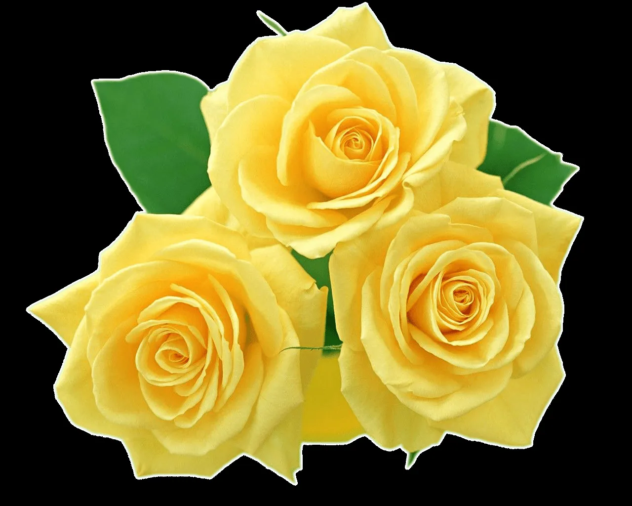 Fondos De Pantalla y Mucho Más: Gifs de flores Fondos De Pantalla y Mucho Más: Gifs de flores