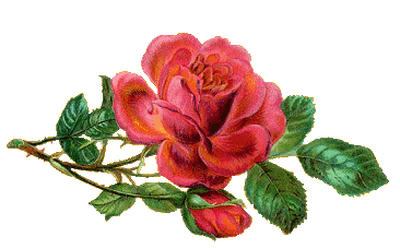 ?Fondos De Pantalla y Mucho Más??: Gifs de Flores ?Fondos De Pantalla y Mucho Más??: Gifs de Flores