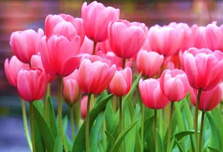 ღFondos De Pantalla y Mucho Másღ≈: Imágenes de flores - Tulipanes ღFondos De Pantalla y Mucho Másღ≈: Imágenes de flores - Tulipanes
