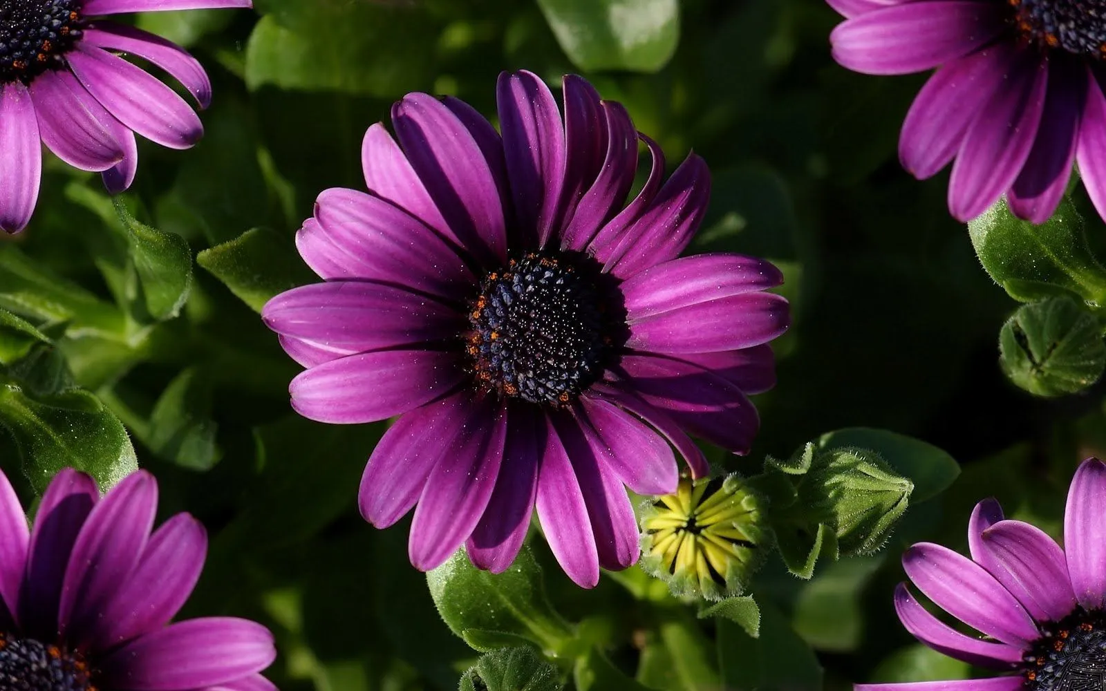 Fondos De Pantalla y Mucho Más: Imágenes y fondos de flores