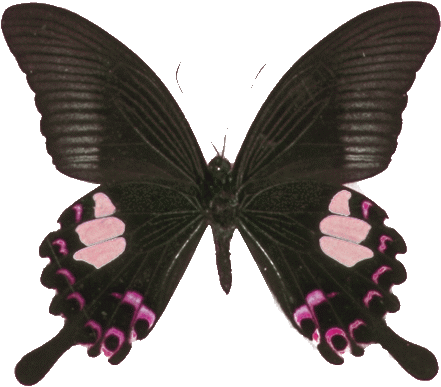 ღFondos De Pantalla y Mucho Másღ≈: Mariposas Gif - Png
