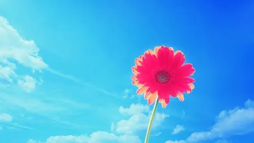 Fondos de pantalla de la naturaleza, cielo, verano, flor, flores ...