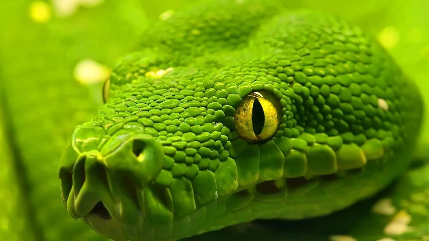 Fondos de pantalla ojos verdes, piel de serpiente, animales, foto ... Fondos de pantalla ojos verdes, piel de serpiente, animales, foto ...