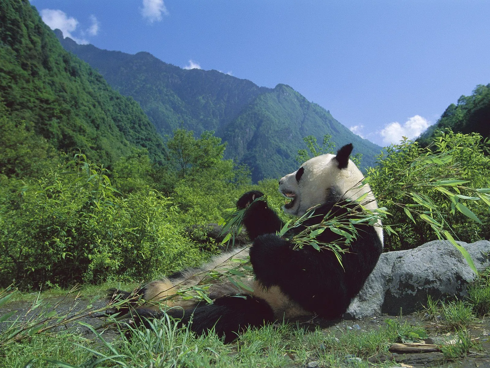 Fondos de pantalla de osos panda | DragonXoft