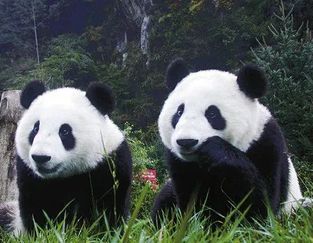 Fondos de pantalla de osos. Wallpapers. Fondos de escritorio. Fondos de pantalla de osos. Wallpapers. Fondos de escritorio.