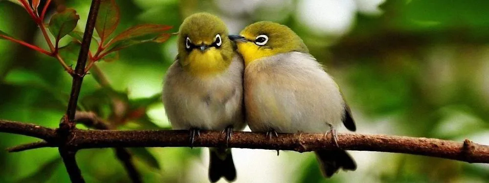 fondos-de-pantalla-de-pajaros.jpg