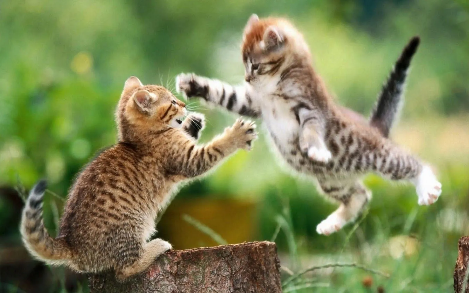 Fondos de pantalla para computadora tiernos - Imagui