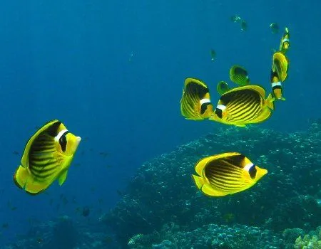 Fondos de pantalla de peces. Wallpapers. Fondos de escritorio. Fondos de pantalla de peces. Wallpapers. Fondos de escritorio.