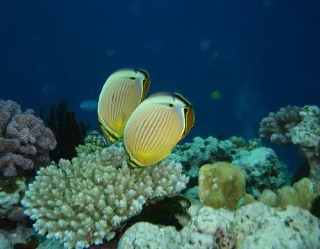 Fondos de pantalla de peces. Wallpapers. Fondos de escritorio. Fondos de pantalla de peces. Wallpapers. Fondos de escritorio.