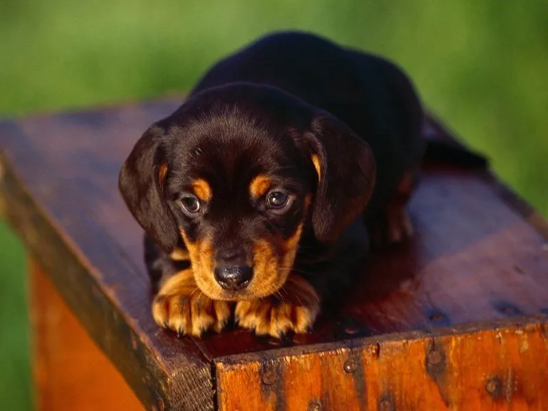 http://www.defondos.com/bulkupload/fotos-de-perritos/Animales/Perros ... http://www.defondos.com/bulkupload/fotos-de-perritos/Animales/Perros ...