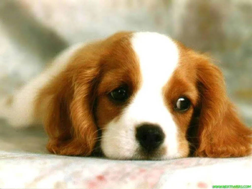 Fondos de Pantalla para Perros | Foto Fondos de Pantalla Fondos de Pantalla para Perros | Foto Fondos de Pantalla