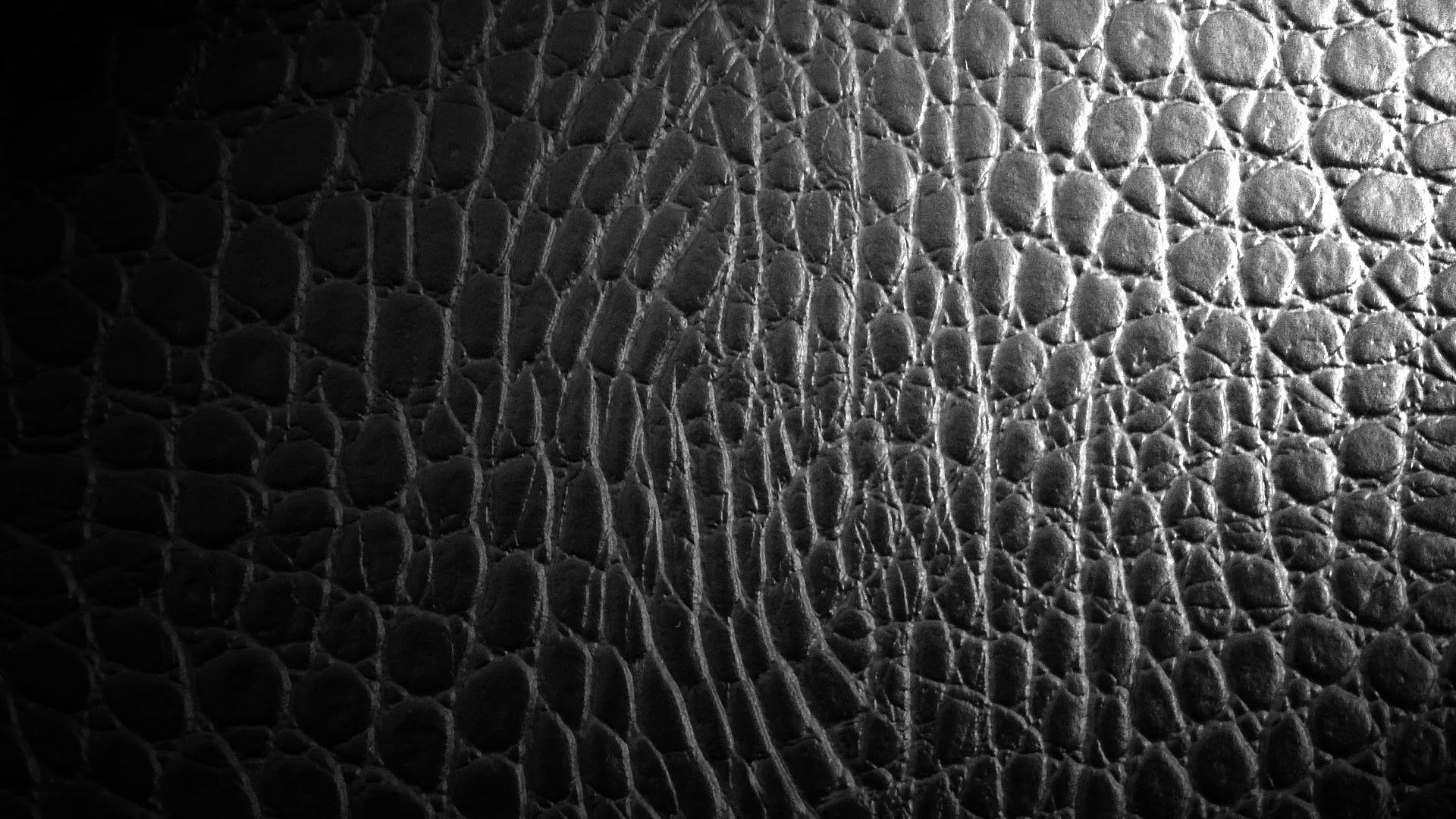 Fondos De Pantalla Piel De Leopardo Hd Widescreen Gratis Imagenes Fondos De Pantalla Piel De Leopardo Hd Widescreen Gratis Imagenes