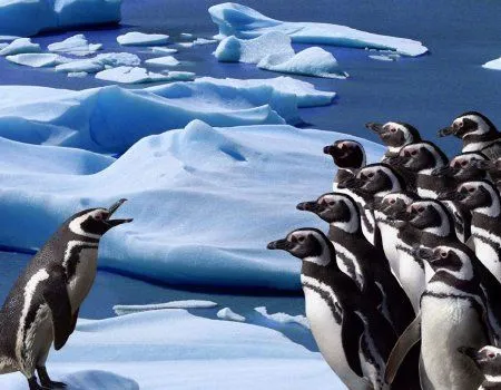 Fondos de pantalla de pingüinos. Wallpapers. Fondos de escritorio. Fondos de pantalla de pingüinos. Wallpapers. Fondos de escritorio.