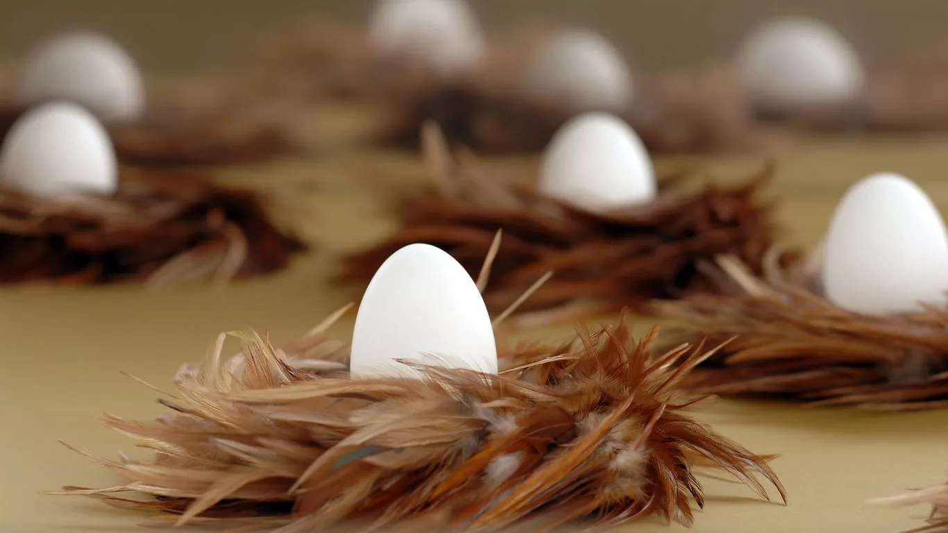 Fondos de Pantalla plumas, nidos, los huevos son blancos, diseño ... Fondos de Pantalla plumas, nidos, los huevos son blancos, diseño ...