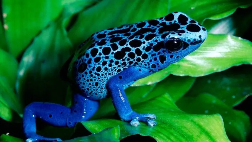 Fondos de pantalla de ranas | Fondos de pantalla y mucho más Fondos de pantalla de ranas | Fondos de pantalla y mucho más